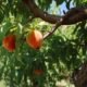 palisade colorado peach harvest orchard july 2025