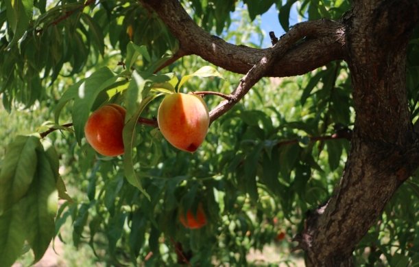 palisade colorado peach harvest orchard july 2025