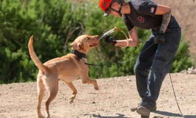 search and rescue dogs disaster training