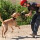 search and rescue dogs disaster training
