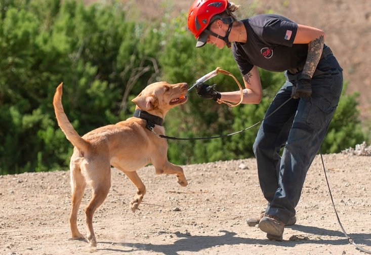 search and rescue dogs disaster training