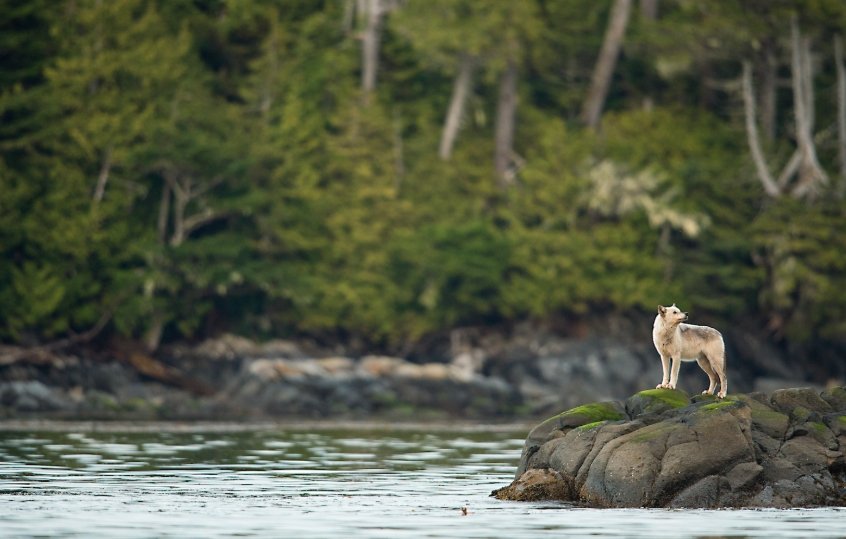 yellowstone national park aspen trees gray wolves