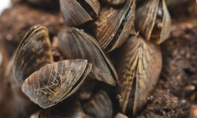 zebra mussels invasive species colorado river