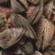 zebra mussels invasive species colorado river