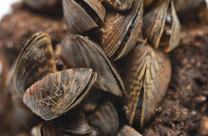 zebra mussels invasive species colorado river