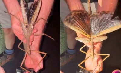 Acrophylla alta giant stick insect James Cook University rainforest