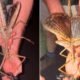 Acrophylla alta giant stick insect James Cook University rainforest