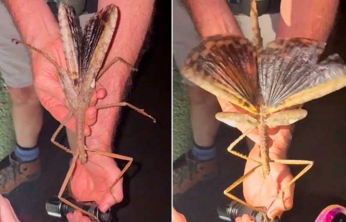 Acrophylla alta giant stick insect James Cook University rainforest