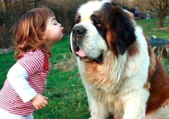 Saint Bernard dog