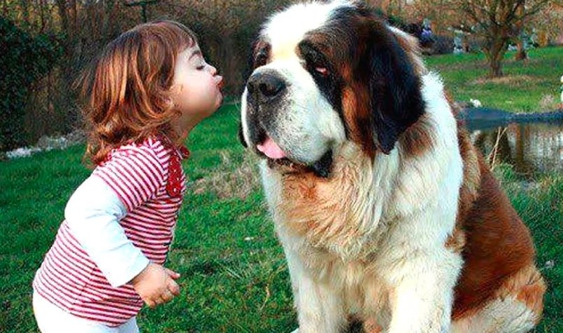 Saint Bernard dog
