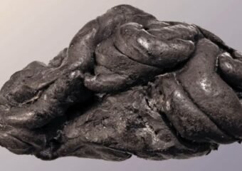 ancient chewing gum artifact