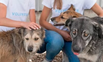 animal rescue fundraiser