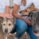 animal rescue fundraiser