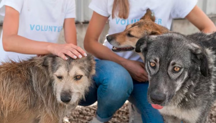 animal rescue fundraiser