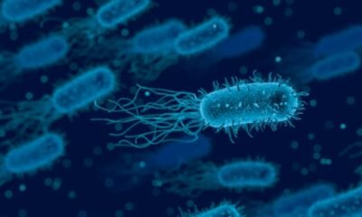 bacteria in coastal water