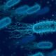 bacteria in coastal water
