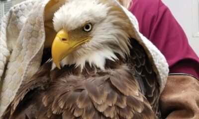 bald eagle in rehabilitation