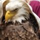bald eagle in rehabilitation