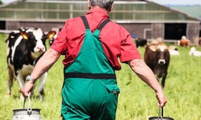 dairy farm accident