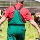 dairy farm accident