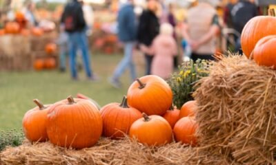 fall festival farm