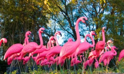 flamingo fundraiser