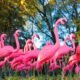flamingo fundraiser