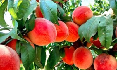 giant peach fruit