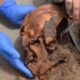 human remains investigation