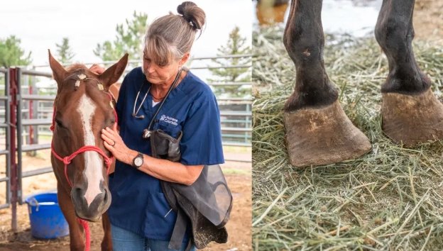 montrose county colorado animal cruelty horse rescue