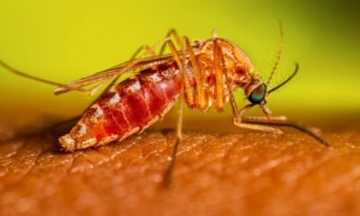 mosquito virus outbreak