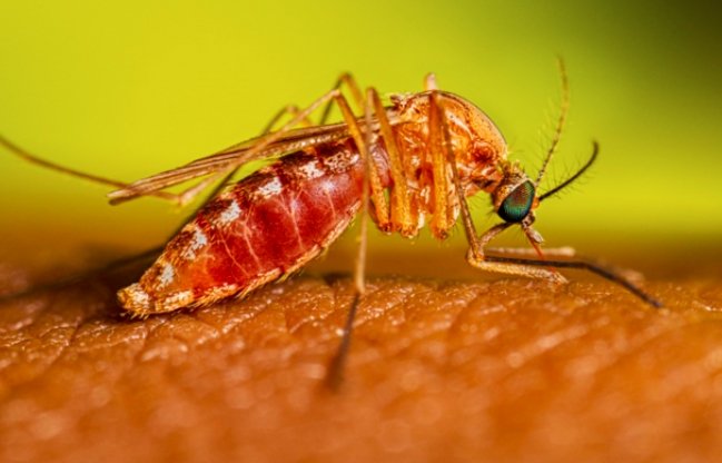 mosquito virus outbreak