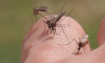 mosquitoes in colorado
