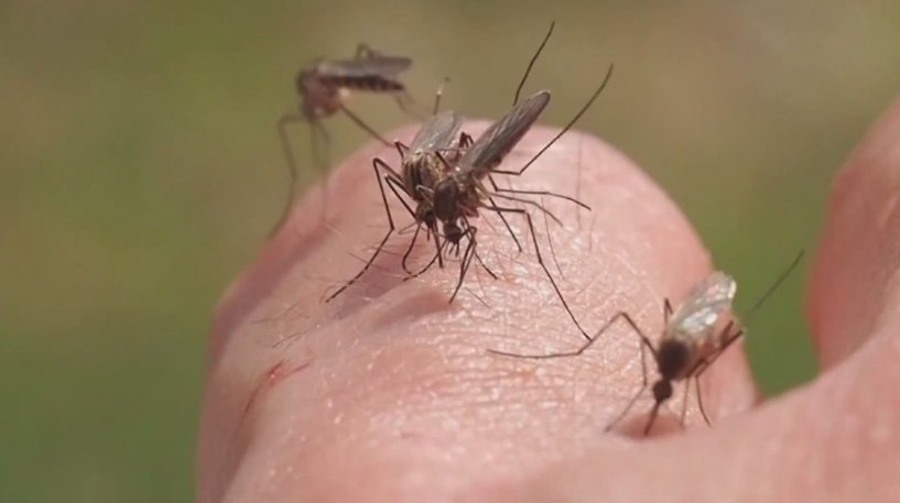 mosquitoes in colorado