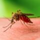 mosquitoes west nile virus