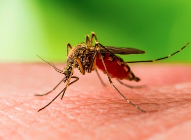 mosquitoes west nile virus