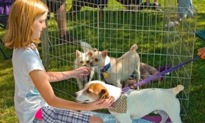pet adoption event