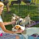 pet adoption event