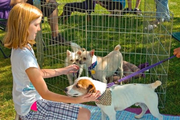pet adoption event