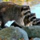 raccoon in urban area