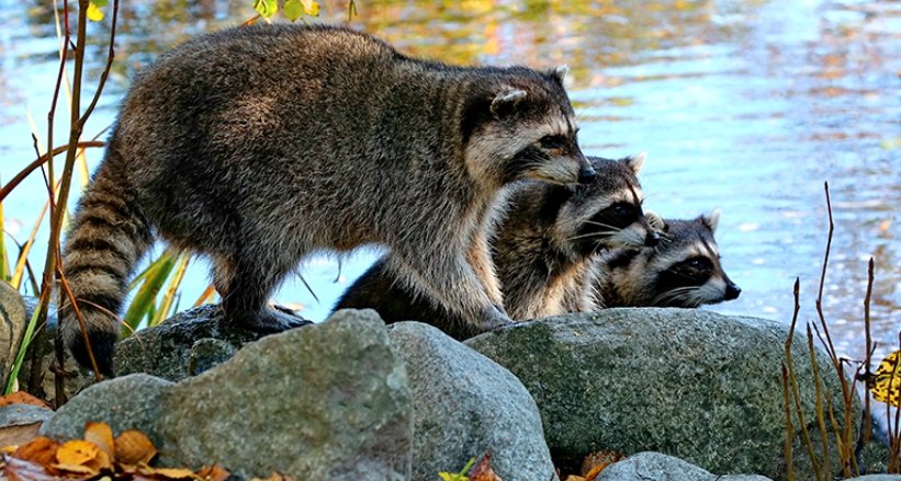 raccoon in urban area