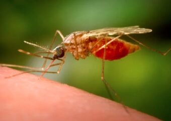 west nile virus mosquito testing colorado