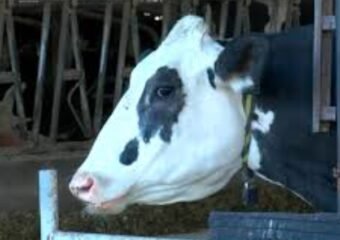 Kuehnert Dairy Fall Festival Starts 13th Season