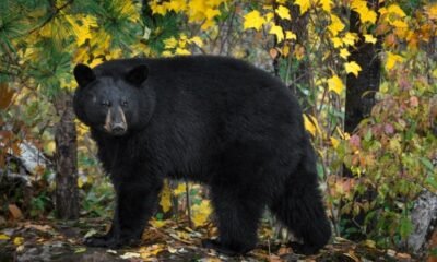 black bear foraging in Colorado fall