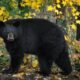 black bear foraging in Colorado fall