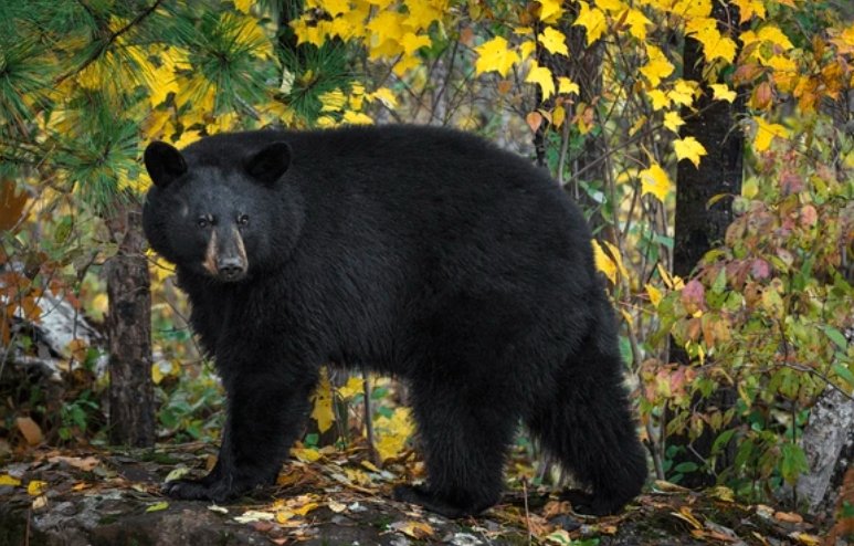 black bear foraging in Colorado fall