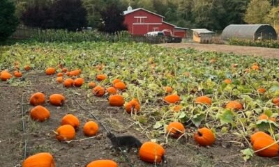 fall festival farm