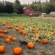 fall festival farm