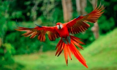 hybrid bird illustration