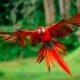 hybrid bird illustration
